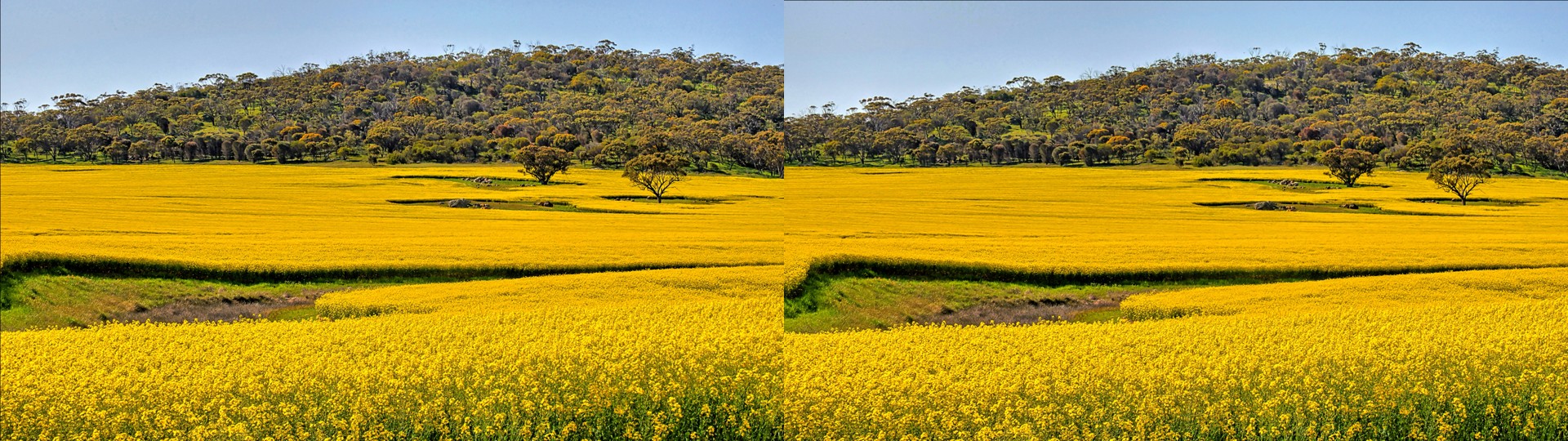 PetTeet Park Canola Fields